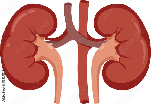 Human Kidneys Anatomy Illustration Vector with Renal Artery and Vein