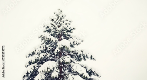 Majestic pine tree covered in fresh snow against a bright winter sky