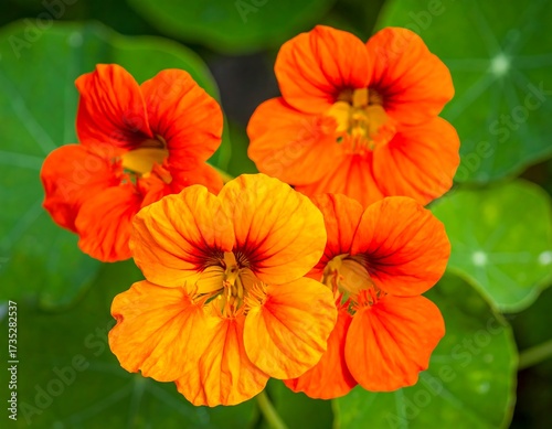 Wallpaper Mural Close-up of vibrant orange flowers with green leaves Torontodigital.ca