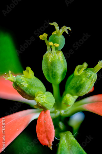 Cup-like inflorescence of dwarf poinsettia (Euphorbia cyathophora)