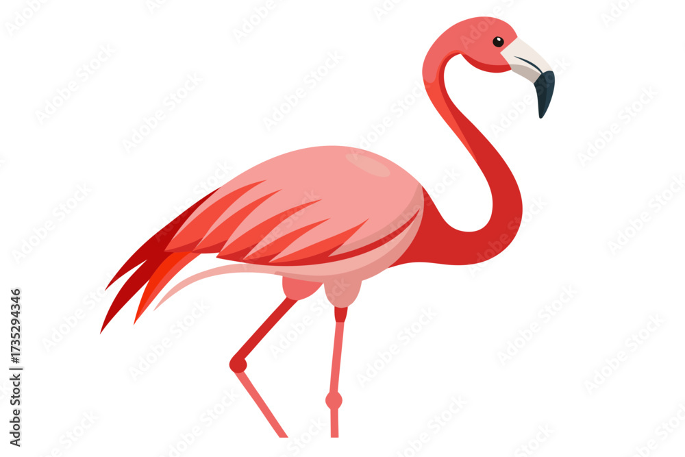 Fototapeta premium American flamingo