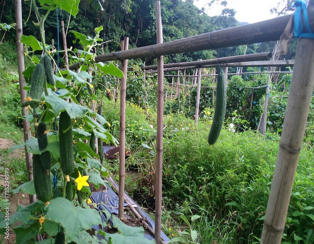 Fototapeta premium Cucumbers growing in a garden