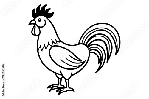 rooster isolated on white background