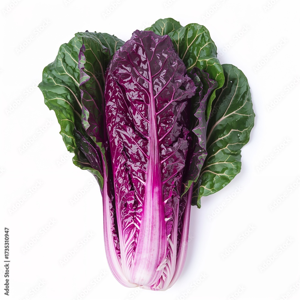 Obraz premium Fresh organic purple cabbage head isolated on a clean white background