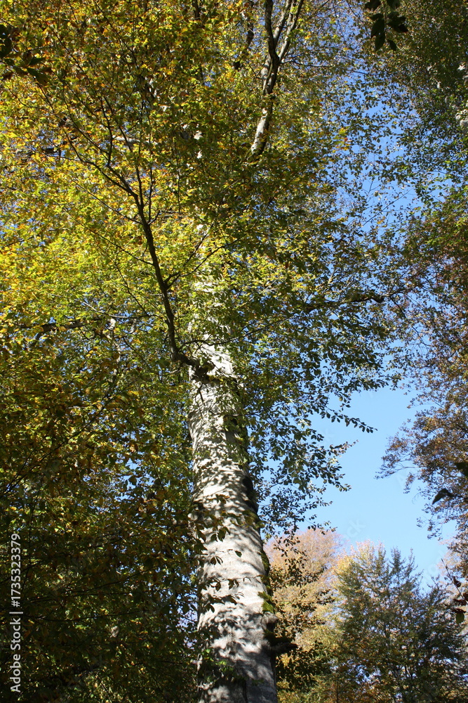 Fototapeta premium Golden autumn of the Caucasus Mountains