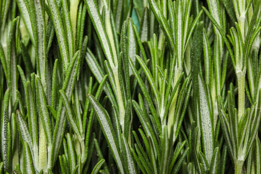 Fototapeta premium Fresh rosemary as background, closeup