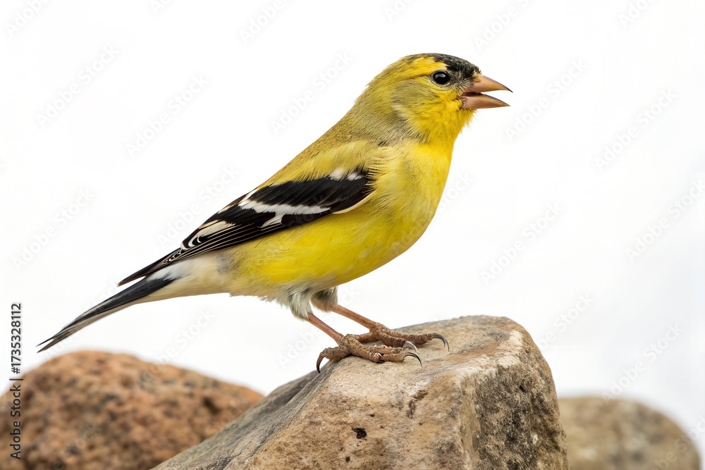 Fototapeta premium American Goldfinch Perched on Rock Isolated