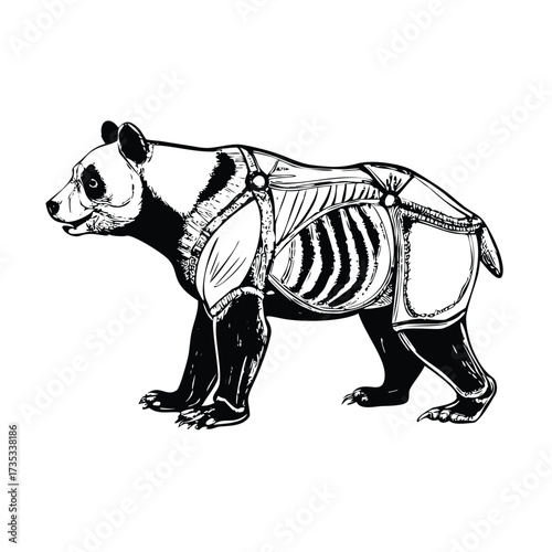 Detailed Anatomical Engraving of a Panda: Muscular and Skeletal System