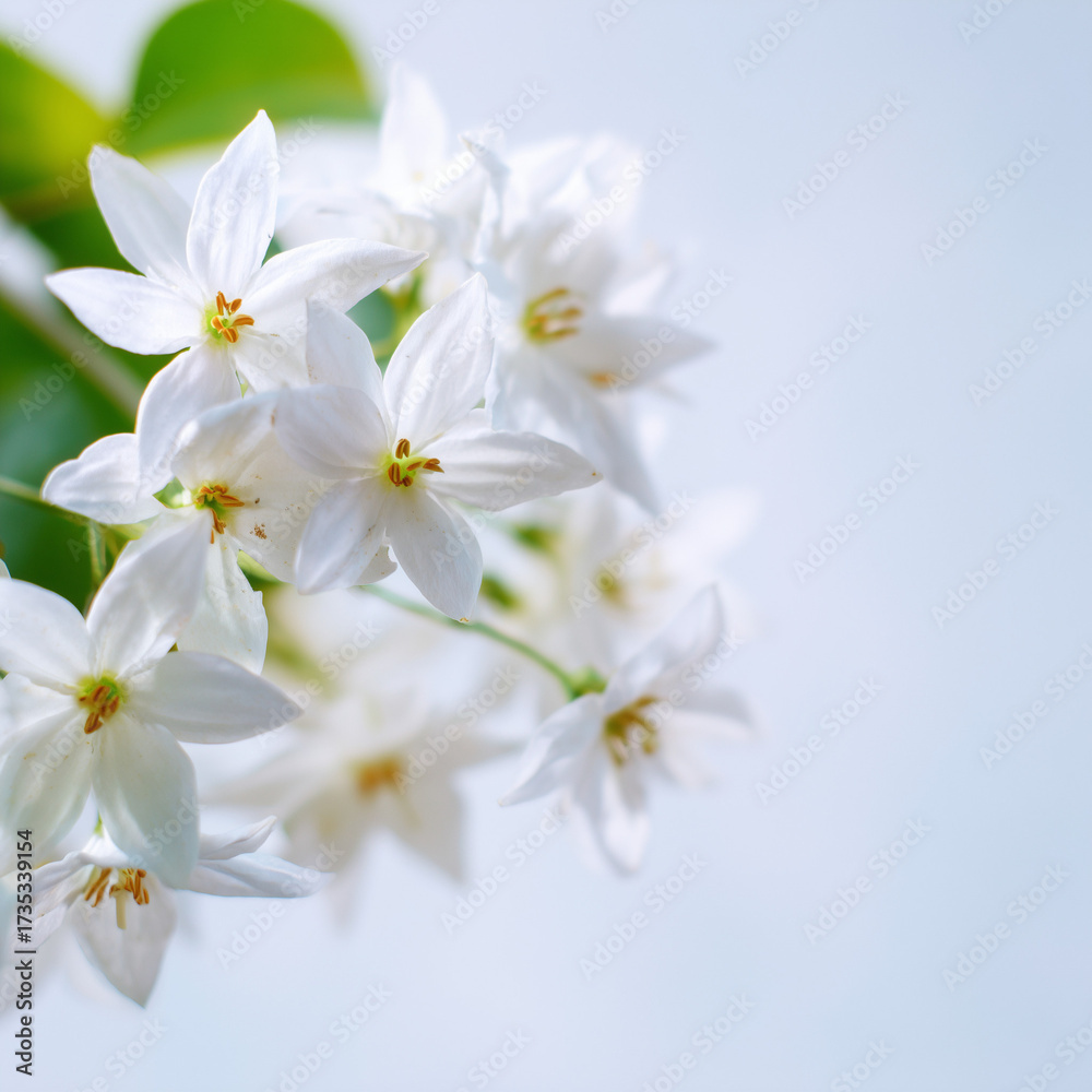 Obraz premium white wrightia flowers on white background