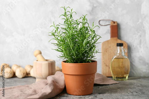 Fresh rosemary plant in ter...