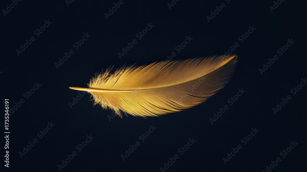 Obraz premium Elegant feather on dark background in serene studio setting