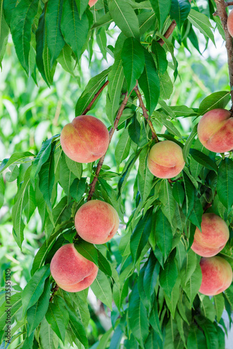 Peaches ripening in the orchard.