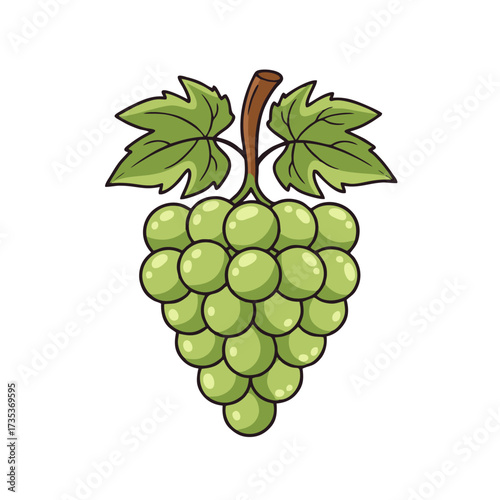 vector illustration of grapes with a white background