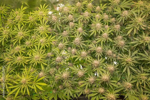 female blossom marijuana SoG Sea of Green net hemp cultivation technique Growing pot indoor bloom stage growth Medical