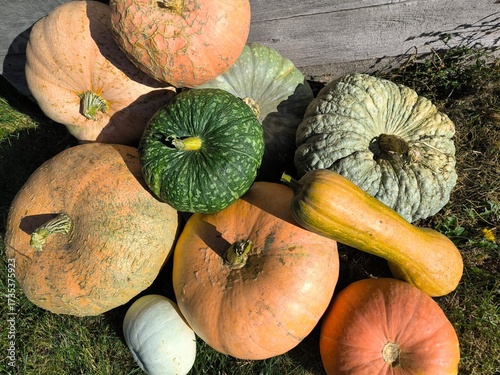 pumpkins and squash