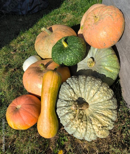 pumpkins and gourds