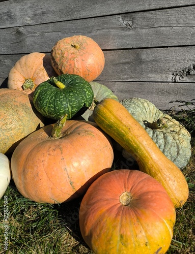 pumpkins and gourds