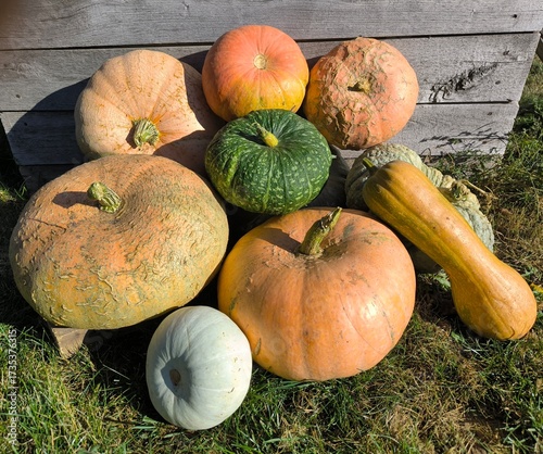 pumpkins on the grass