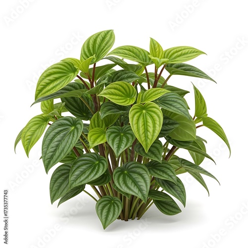Radiant Watermelon Peperomia - A Vibrant Indoor Plant for Home Decor.
