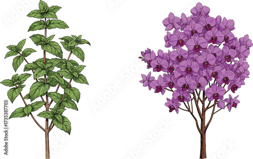 Green herbaceous plant with broad leaves beside purple flowering plant with clustered blossoms botanical comparison vector illustration for nature design