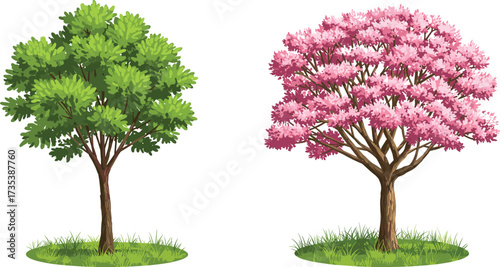 Green leafy summer tree beside pink blossoming tree with rounded canopy on grassy base, seasonal contrast botanical vector illustration design
