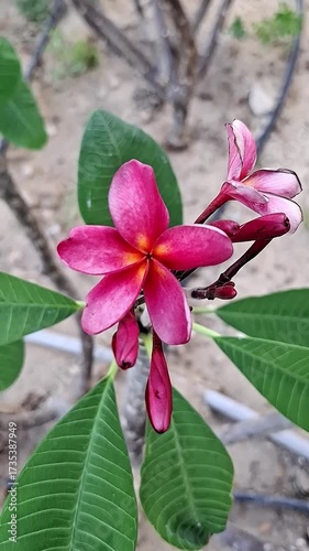Video of blooming pink frangipani flower with green leaves in natural setting