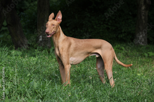 Amazing dog Pharaoh Hound in the grass