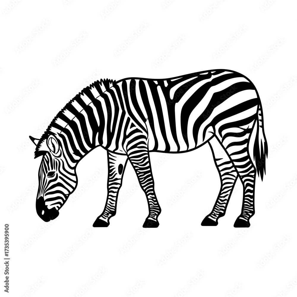 Obraz premium Zebra grazing on grass in a minimalist black and white style 