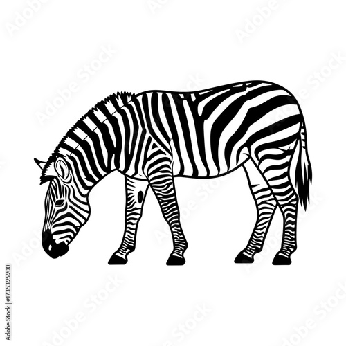Zebra grazing on grass in a minimalist black and white style  