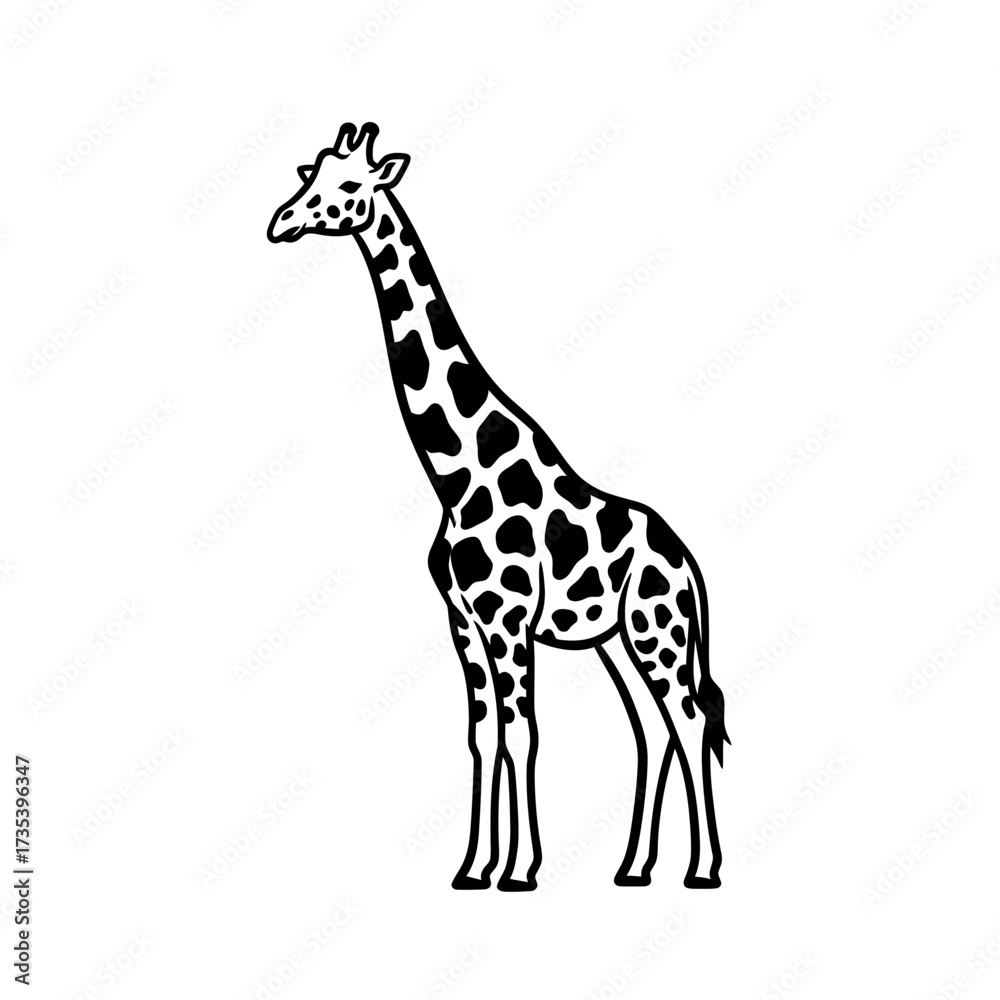 Fototapeta premium Giraffe standing with distinctive patterns against a white background 