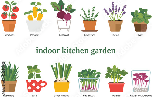 Flat illustration of indoor kitchen garden, potted herbs and vegetables, homegrown plants, cooking garden, organic food, greenery decor