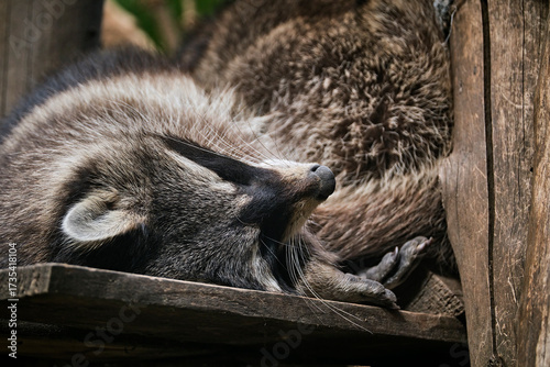 Schlafender Waschbär ( Procyon lotor ).