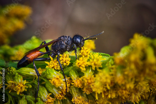 Gemeine Sandwespe ( Ammophila sabulosa ).