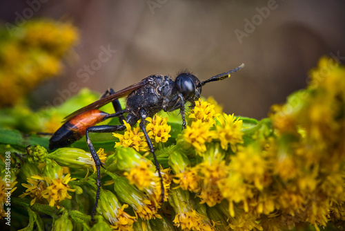 Gemeine Sandwespe ( Ammophila sabulosa ).