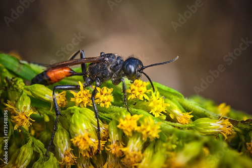 Gemeine Sandwespe ( Ammophila sabulosa ).