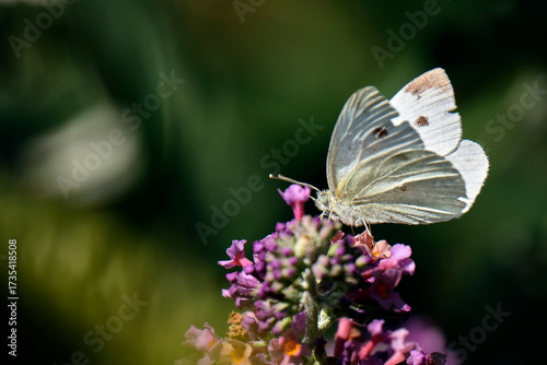 Kleiner Kohlweißling ( Pieris rapae ).