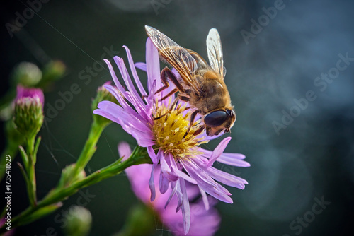 Tiere - Insekten.Mistbiene, Schlammbiene oder Scheinbienen-Keilfleckschwebfliege auch Drohnenfliege ( Eristalis tenax ).