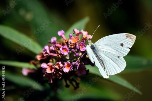 Kleiner Kohlweißling ( Pieris rapae ).