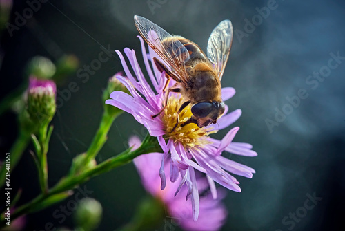 Tiere - Insekten.Mistbiene, Schlammbiene oder Scheinbienen-Keilfleckschwebfliege auch Drohnenfliege ( Eristalis tenax ).