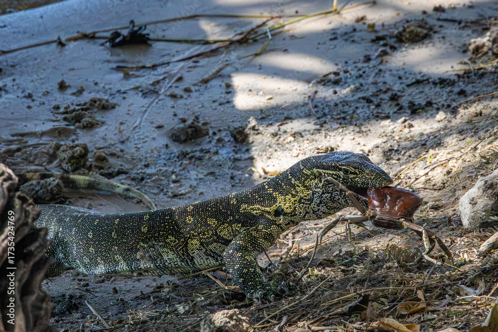 Fototapeta premium A Nile Monitor (Varanus niloticus) has caught a large river crab. This is Africa's longest lizard. Chobe National Park, Botswana.