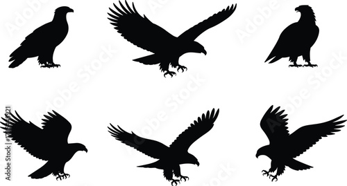 Eagle silhouette set, flying and perched poses, black bird icon collection, wildlife motion study, cad drawing flat vector illustration