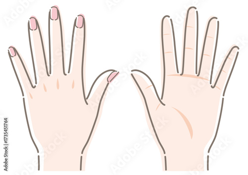 Human hands with pink nails. Front and back. Palm and back of hand. Vector illustration in line drawing, isolated on white background.