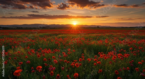 Vibrant sunset over a field of red flowers with a golden sky and mountain silhouette