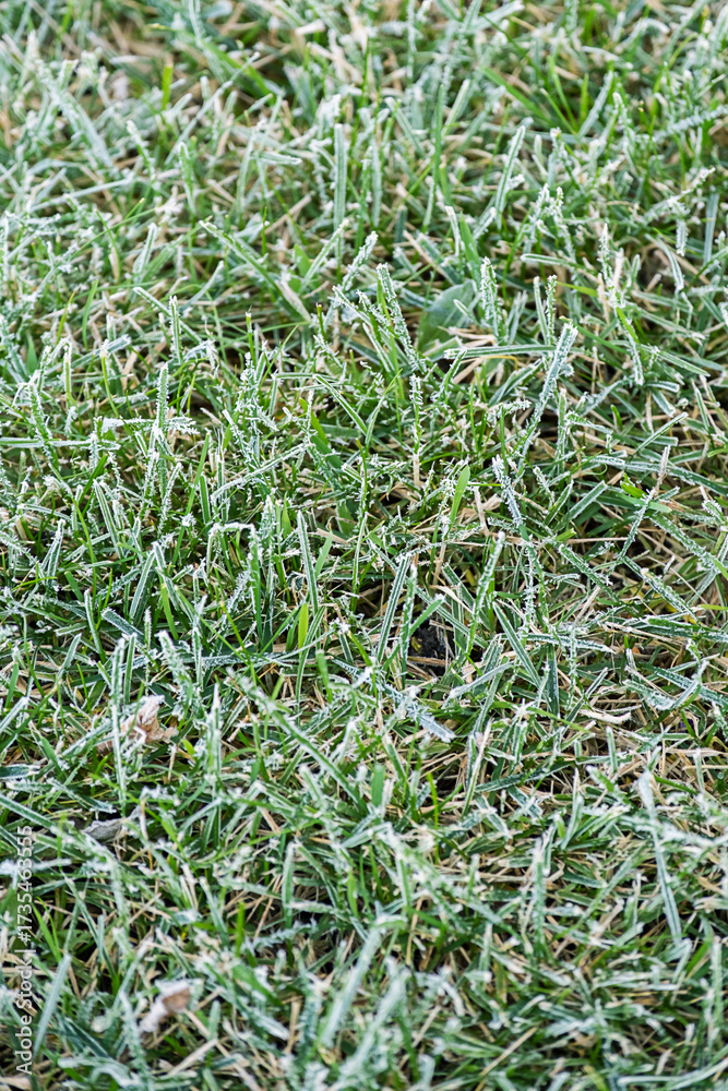 Obraz premium Green grass blades covered in white frost on cold morning.