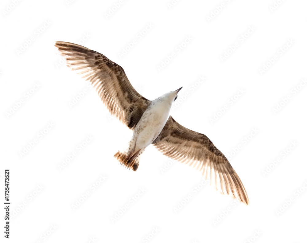 Fototapeta premium A bird is flying in the sky