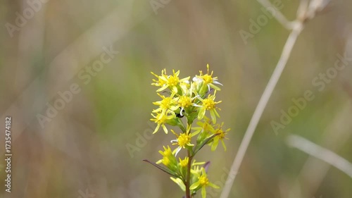 夏から秋の高山の湿原を彩るキンコウカのある景色。自然風景素材。秋風にゆっくりと揺れるスローモーション。志賀高原、田ノ原湿原の遊歩道からの美しい風景。