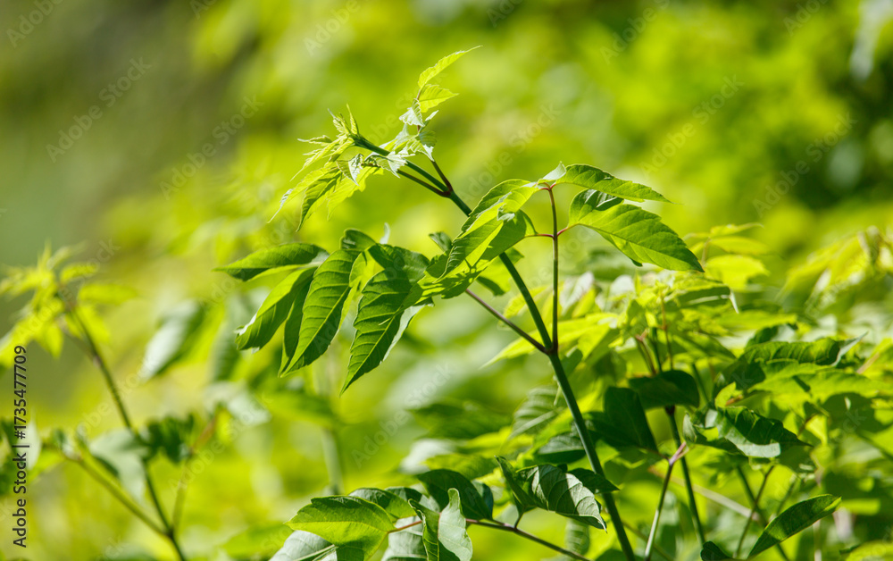 Obraz premium A green leafy tree with a green stem
