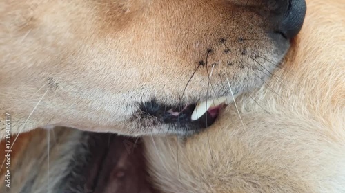 Itchy puppy dog try to scratching its skin