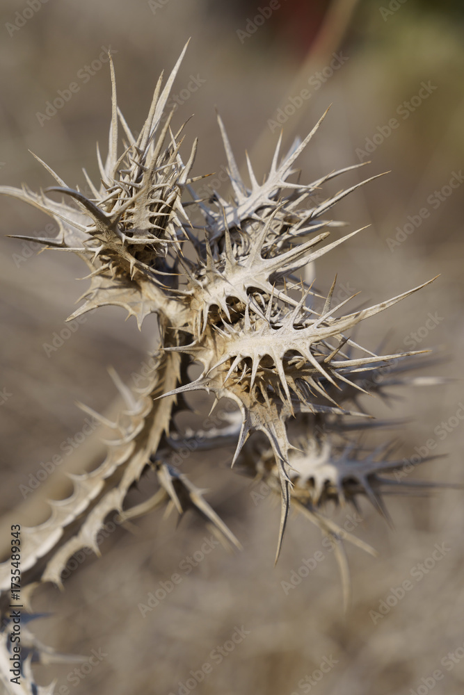 Obraz premium dry thistle flower