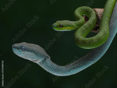 A striking photo of two pit vipers: one vibrant green with red eyes coiled on a branch, and one turquoise-blue with pale eyes stretching below, 01 October 2025 Indonesia